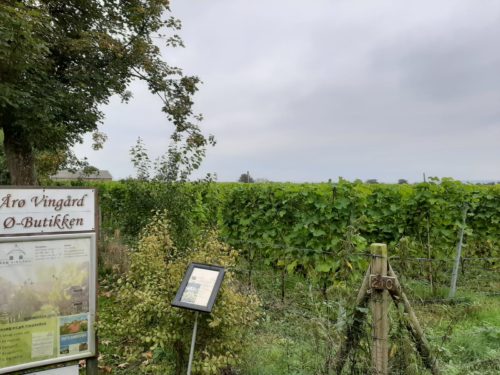 Dänischer Wein - von der Insel Årø - Literaturboot - Blog, Beste Hafenkneipen & Restaurants, Reisen, Reviere & Häfen