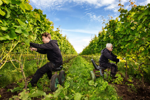 Zum Weingut segeln - in Schweden! - Literaturboot - Blog, Alles (un)mögliche, Beste Hafenkneipen & Restaurants, Reisen, Reviere & Häfen