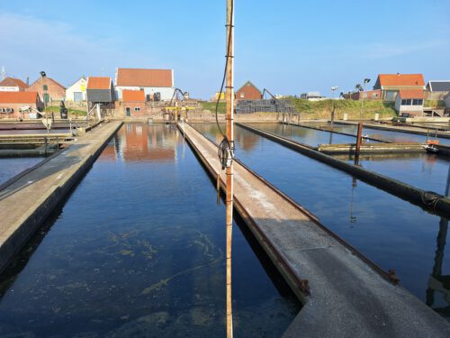 Oesterproeverij Pekaar, Yerseke - Literaturboot